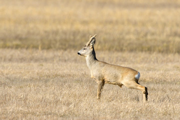 Male Roe Deer on the field