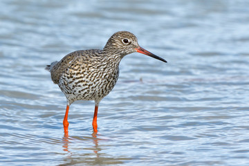 Common Redshank in shallow water