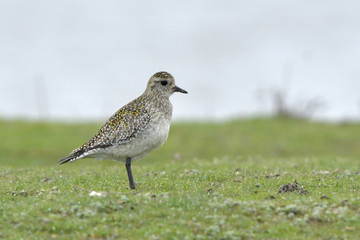 European Golden Plover on a field