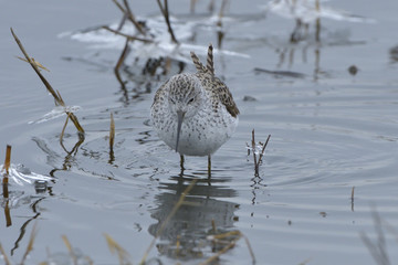 Marsh Sandpiper in shallow water