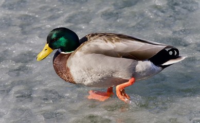 Beautiful postcard with a mallard walking on ice