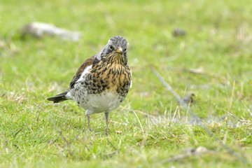 Fieldfare on green grass