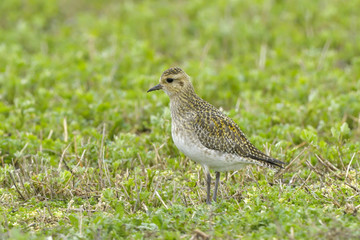European Golden Plover on a field