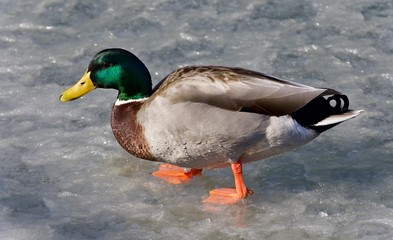 Beautiful photo of a mallard walking on ice