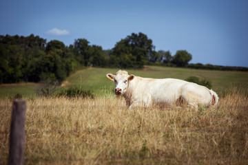 Obraz premium Theme is agriculture and the divorce of cattle. One white cow lies resting on the field in the background of the hills outside the city in a summer village in the Burgundy region in France