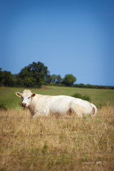 Obraz premium Theme is agriculture and the divorce of cattle. One white cow lies resting on the field in the background of the hills outside the city in a summer village in the Burgundy region in France