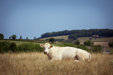 Obraz premium Theme is agriculture and the divorce of cattle. One white cow lies resting on the field in the background of the hills outside the city in a summer village in the Burgundy region in France