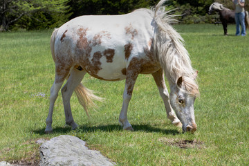 White and tan wild pony full animal from side