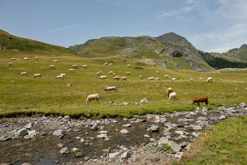 Fototapeta na wymiar Herd of cows in the alpine pastures