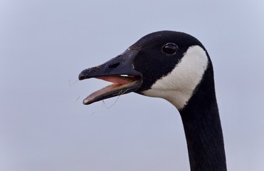 Image of a scared Canada goose screaming