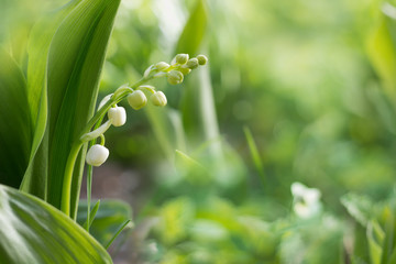 Obraz premium Beautyful nature background.Convallaria flower in the garden,green bokeh background