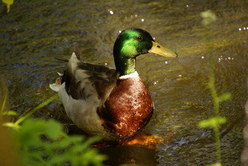 Stockente 214