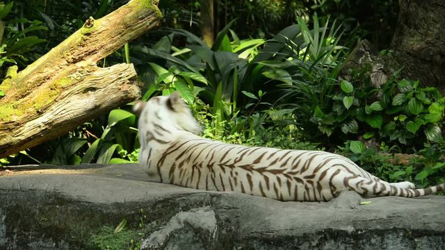 White tiger went to sleep in the zoo