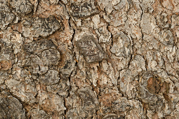 Weathered tree bark macro photo. Outermost layer of an old tree stem. 
Brown outer bark, the surface of a tree. Natural pattern and texture. Background. Macro photography from above.