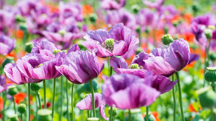 field of lila poppy blossoms - opium poppy - papaver somniferum