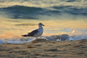 Ocean Birds