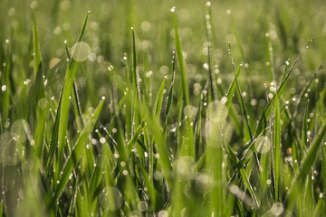 Close up shot of rice field in Thailand