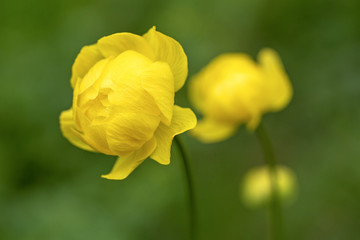 Trollblume - Allgäu - Gelb 