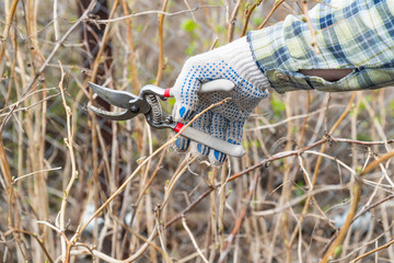 Naklejka premium Pruning of raspberry branches in the garden