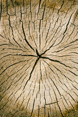 Wood texture and cracks