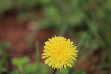 A little Weed but full of Great Stuff