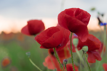 Naklejka premium Beautiful field of red poppies