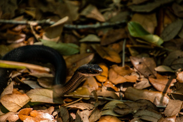 Snake At A Botanical Garden In FL. 