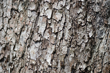 The bark of plum tree close up as a background
