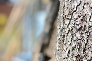 Fototapeta premium The bark of plum tree close up as a background