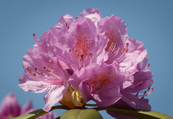 Closeup of fresh and crisp delicate Rhododendron blossoms