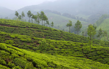 Fototapeta na wymiar Panorama of Tea plantations in Kerala, South India