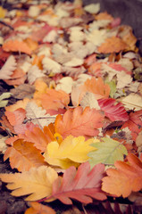 Obraz premium autumn leave
