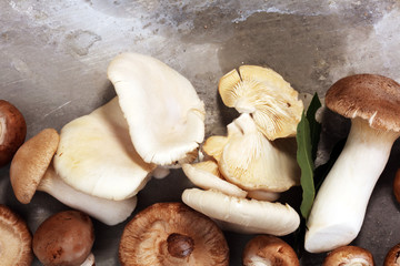 variety of raw mushrooms on grey table. oyster and other fresh mushrooms