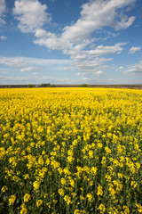 Obraz premium Rape field in blossom