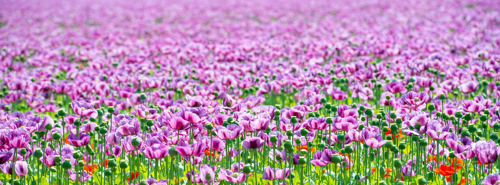 panorama field of lila poppy blossoms - opium poppy - papaver somniferum