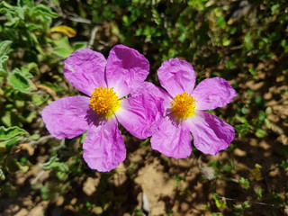 Fiore selvatico di Sardegna