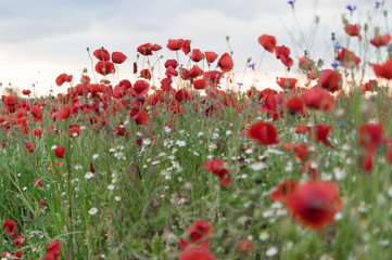 Beautiful field of red poppies