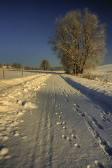 Fototapeta na wymiar Tree standing at winter path