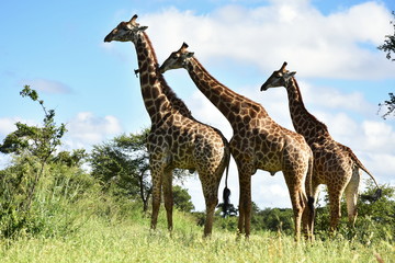 Naklejka na ściany i meble thre curious giraffe,Kruger national park,South Africa