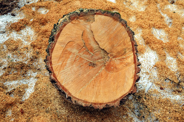wood shavings arounf a piece of cutted tree trunk