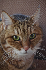 cat wth green eyes 2