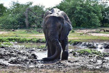 mud bath,elephant in Kruger national park,South Africa,