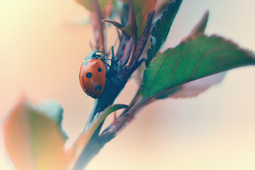 Ladybug on a spring tree