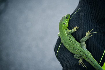 green lizard