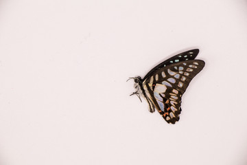 A beautiful butterfly very colorful in the nature