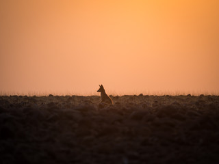 Naklejka na ściany i meble Lone black backed jackal looking into distance during golden sunset, Palmwag Concession, Namibia, Southern Africa