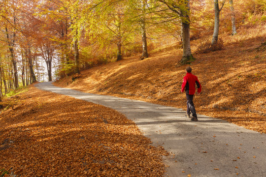 Man walks on the road and through the autumn woods, Intelvi valley, Como province, Lombardy, Italy, Europe
