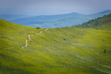 Fototapeta premium Tourist track on a slope of Wetlina Meadows, Bieszczady Mountains in Poland