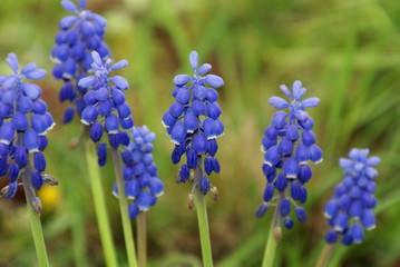 Traubenhyazinthe 681