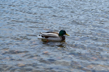 Duck floating on the river
